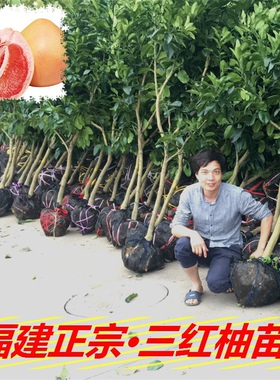 正宗福建平和三红柚子树苗 红蜜柚红心嫁接苗红皮红肉柚果树苗