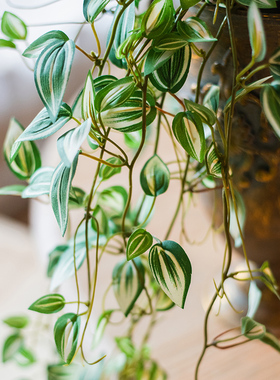 掬涵紫露兰锦吊兰绿植彷真假花垂吊摆件花艺北欧客厅室内装饰套装