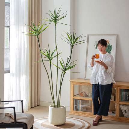 掬涵仿真绿植龙血树轻奢仿生假植物盆栽客厅落地千年木龙舌兰盆景
