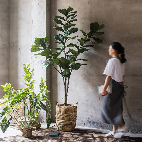 掬涵琴叶榕大绿植北欧ins网红