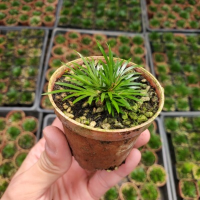 菖蒲贵船苔蒲草观叶老桩室内盆景