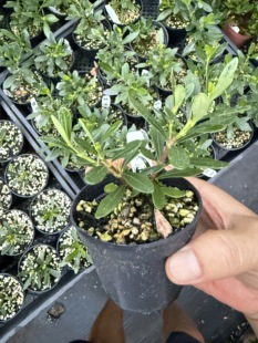 腊玉凤凰山腊玉多季开花栀子花