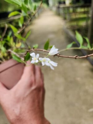 日本山野草：姬空木