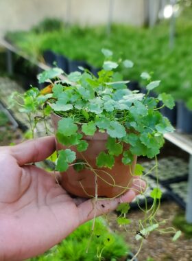 天胡荽迷你微小型盆栽耐寒山野草