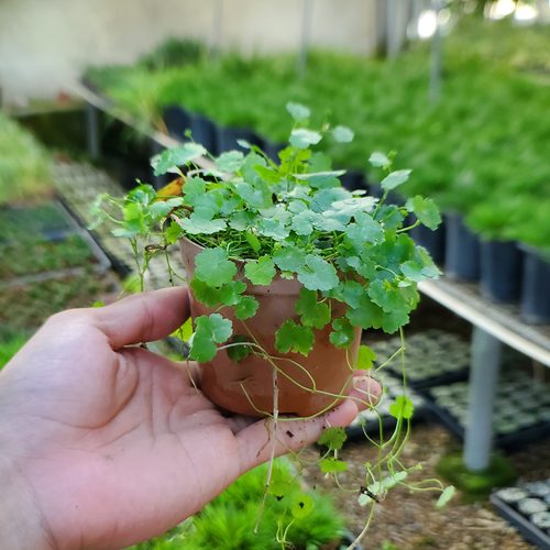 天胡荽迷你微小型盆栽耐寒山野草