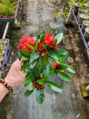姬龙船花阳台窗台观花观叶