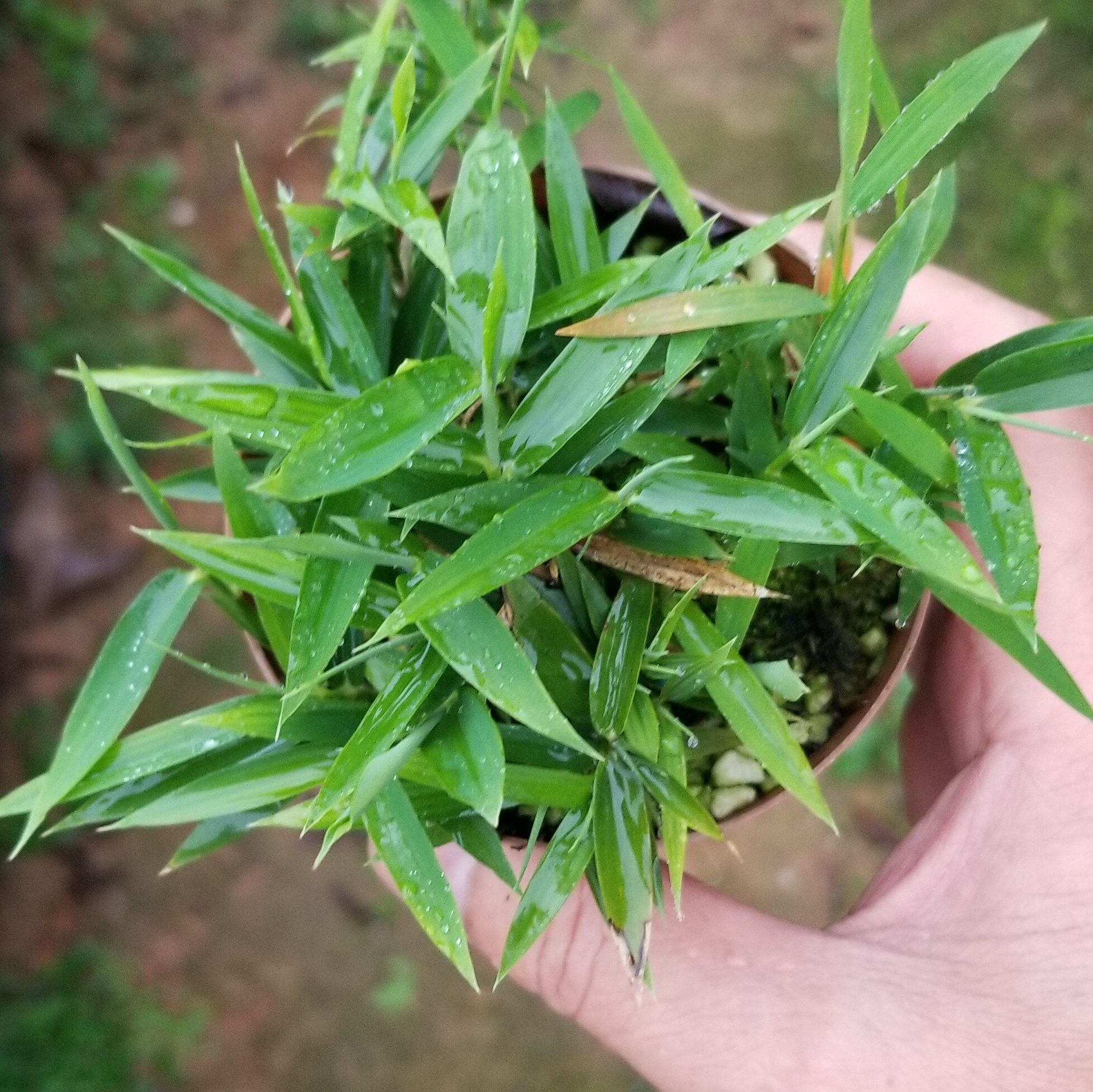 紫宸园艺带原盆包邮日本四国矮竹趣味组合盆栽绿植素材