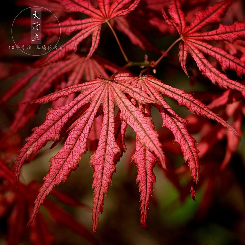 紫精灵 日本枫树