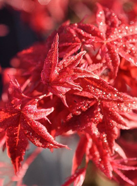 出猩猩 Acer palmatum ‘Deshojo’枫树庭院树景观树盆栽红枫