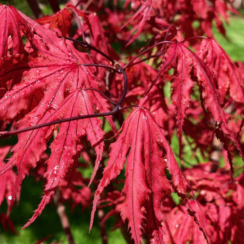 女神 日本枫树阳台栽庭院acer matsumuraeariadne深秋艳红色