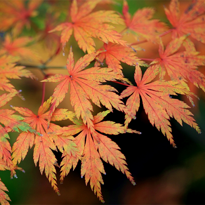 春雨 日本红枫树苗庭院植物盆景盆栽Acer palmatum 'Harusame'图片