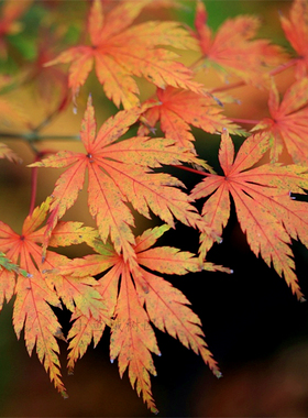 春雨 日本红枫树苗庭院植物盆景盆栽Acer palmatum 'Harusame'
