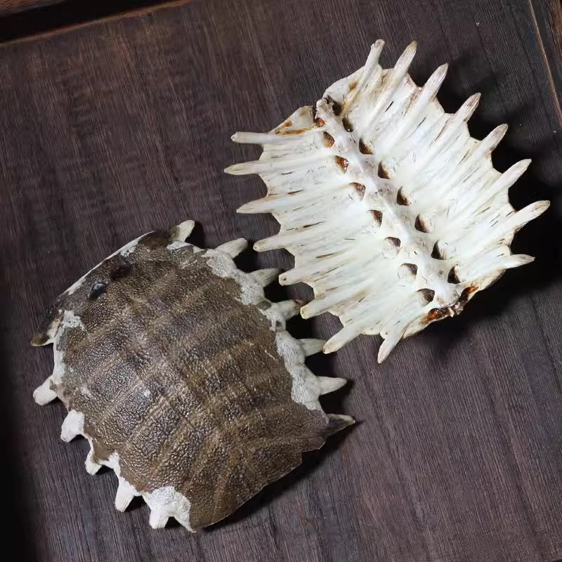 中药材 生鳖甲 鳖甲壳 甲鱼壳 鳖盖子 500克 包邮 可免费打粉图片