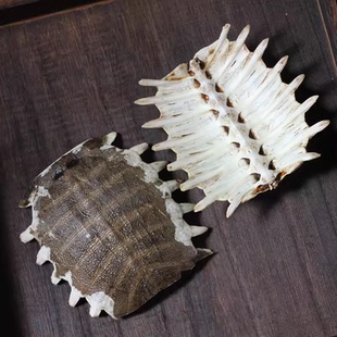 中药材 生鳖甲 鳖甲壳 甲鱼壳 鳖盖子 500克 包邮 可免费打粉