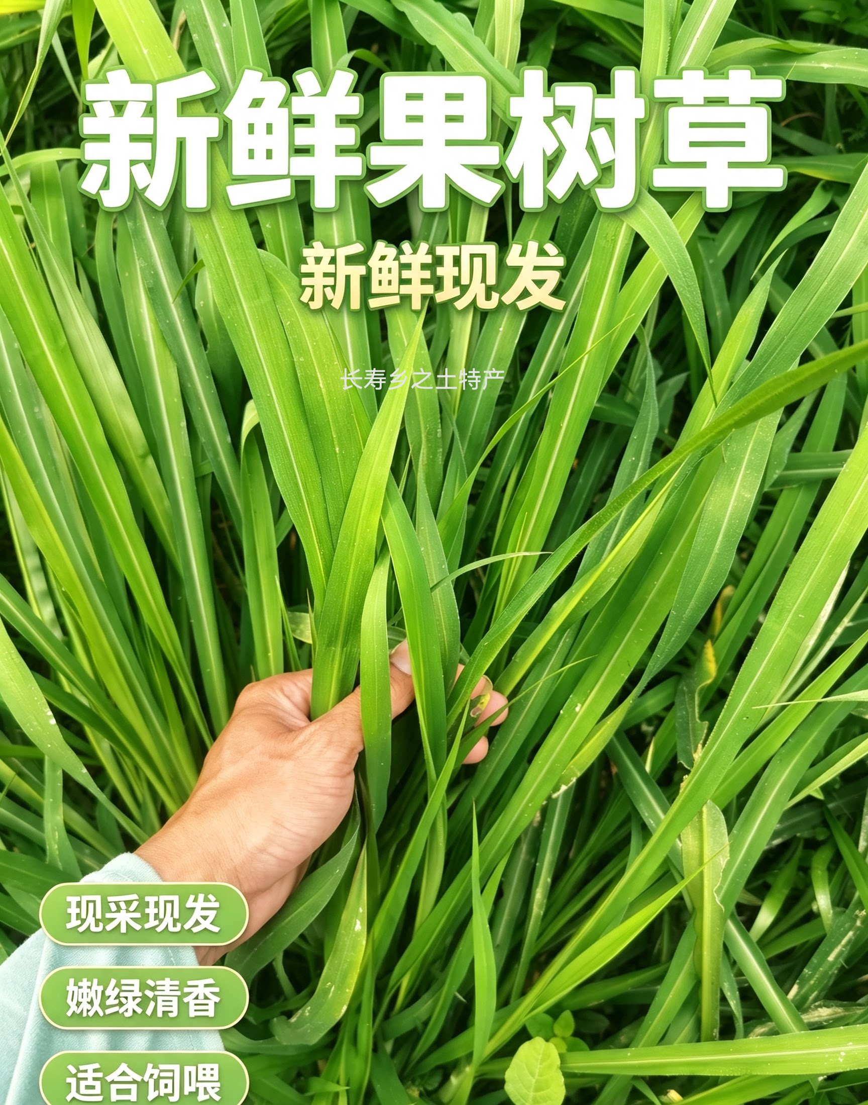 新鲜果树草 代替提草干草燕麦黑麦 豚鼠兔子粮食饲料牧草