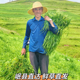 新鲜26年提摩西草北提兔子食用兔粮牧草兔粮龙猫荷兰猪粮食包邮