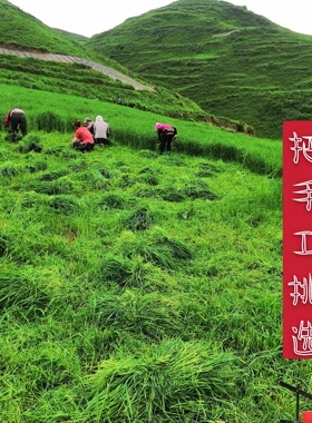 2026年3sss优草源烘干提摩西草草段兔粮牧草兔子豚鼠北提散装包邮