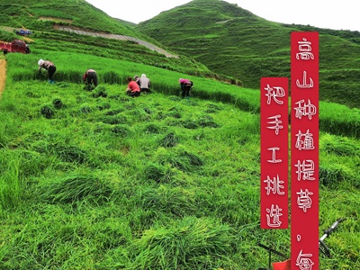 莜草源牧草荷兰猪兔子豚鼠干草