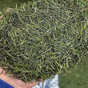 2025保康茗茶春茶绿茶毛尖新茶恩施玉露香浓蒸青清香500g毛峰