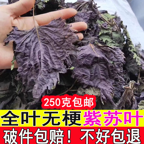 新鲜泡茶去腥食用紫苏叶