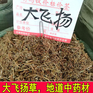 自然晒干农家无硫药材500克 广西大飞杨草 扬草