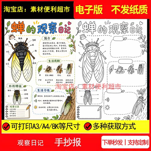 蝉的观察日记手抄报电子模板生物昆虫自然记录观察线稿手绘小报