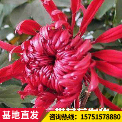 盆栽菊花苗四季开花带花秋菊多年生正宗金丝皇菊苗大朵菊花苗九月