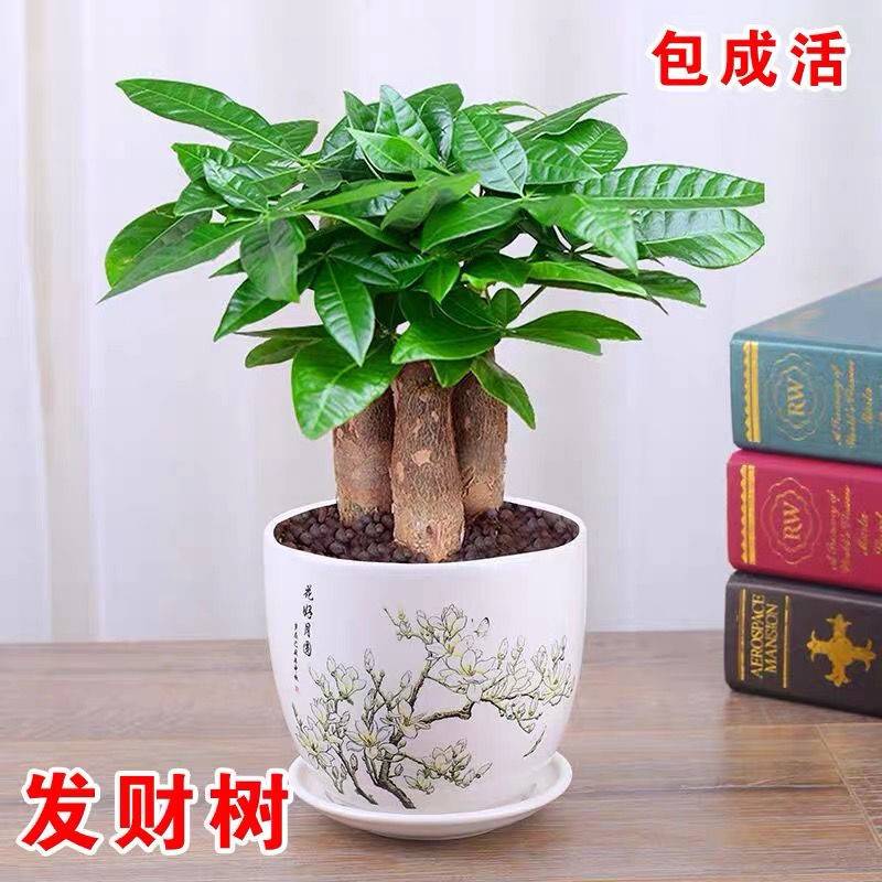 发财树盆栽室内客厅桌面绿植