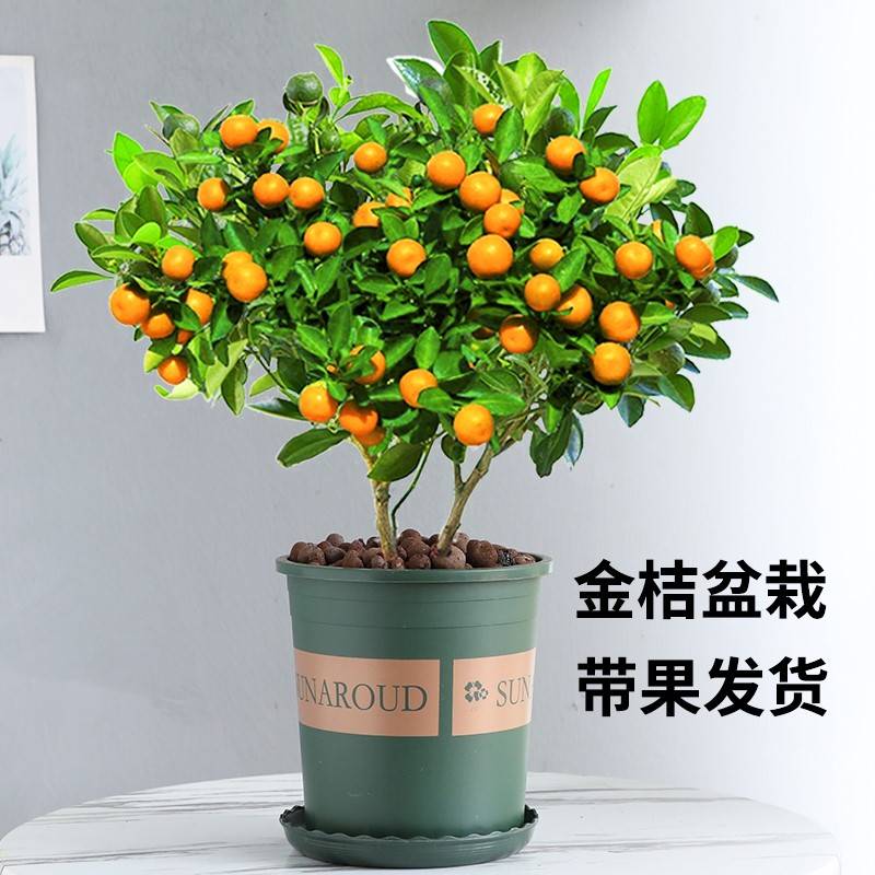 四季金桔树苗盆栽客厅招财植物小橘子绿植盆景带果室内花卉年宵花