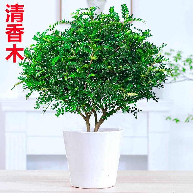 植物胡椒木四季常青室内外