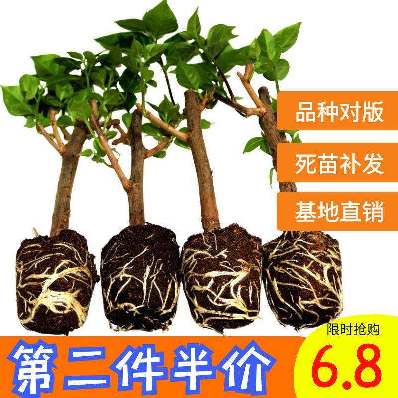 勤花三角梅树苗老桩耐寒爬藤植物重瓣四季开花盆栽庭院观花卉阳台,鲜花速递/花卉仿真/绿植园艺,时令草本花卉,淘宝优惠券,粉丝福利购,淘宝优惠卷