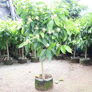 白兰花盆栽花卉室内玉兰树苗带花苞黄角浓香兰花苗大四季开花植物