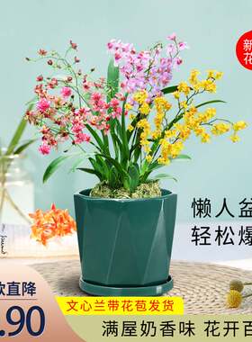 4种颜色文心兰盆栽带花苞跳舞梦香兰奶香水味迷你兰花苗浓香花卉