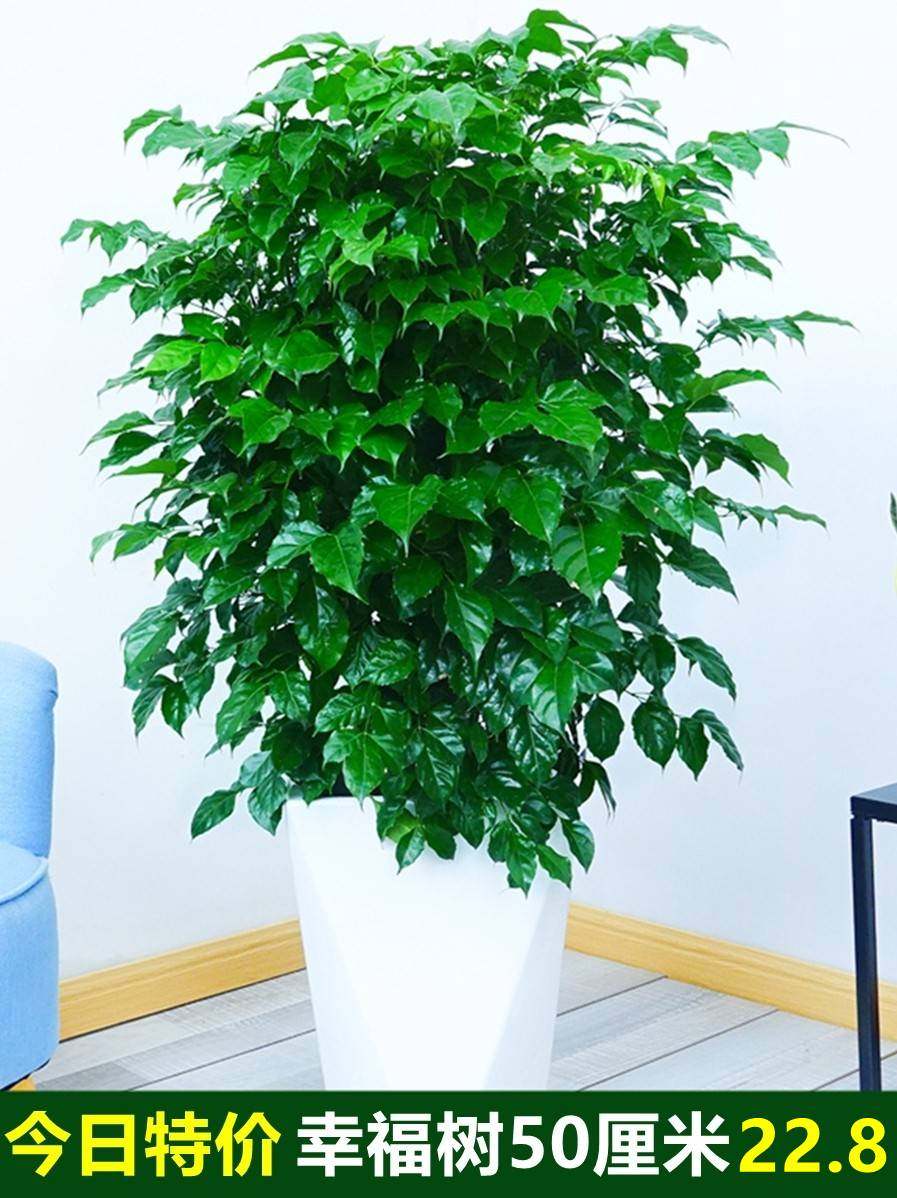 幸福树盆栽大棵客厅办公室大型老桩丛生造型绿植绿宝平安树花卉苗