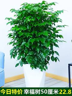 幸福树盆栽大棵客厅办公室大型老桩丛生造型绿植绿宝平安树花卉苗