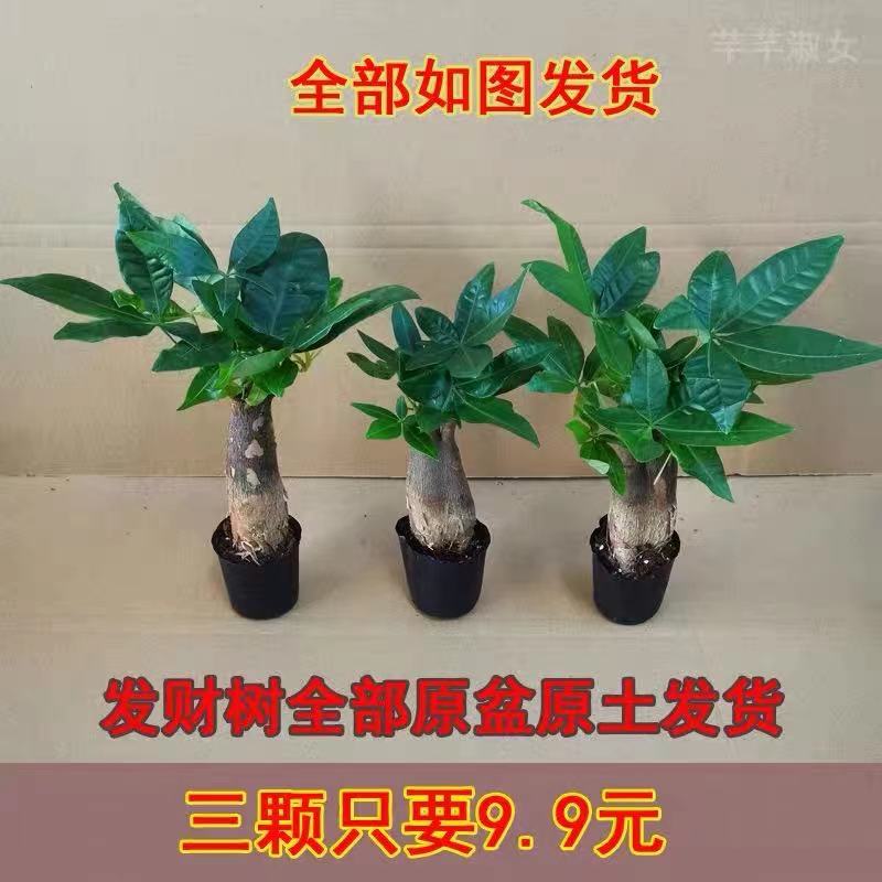 发财树盆栽室内客厅桌面绿植小盆景大发财树苗招财树吸甲醛植物