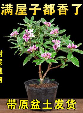 绿植金边瑞香四季盆景观花植物