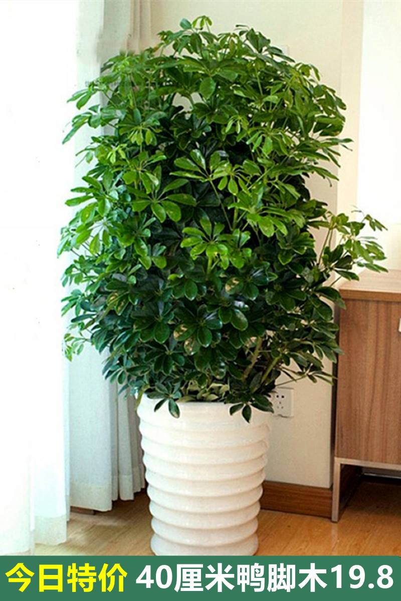 鸭脚木七叶莲招财树发财树八方来财鹅掌柴盆栽办公室客厅大型绿植