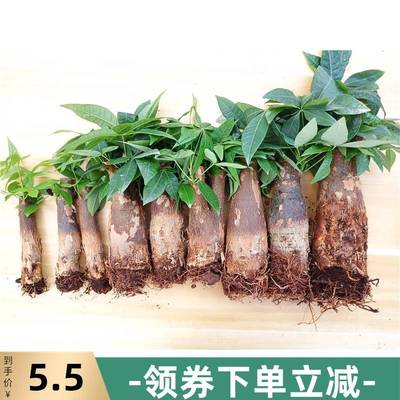 发财树树桩树头树苗室内植物花卉小盆景盆栽大客厅摆件单杆不带盆