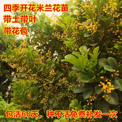 四季米兰花苗室内外阳台庭院盆栽净化空气芳香带花米兰米仔兰树苗