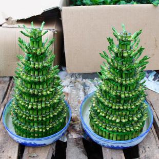 竹塔富贵竹盆栽招财节节高办公室内水培竹子水养植物步步高转运l