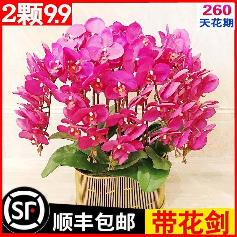 蝴蝶兰花苗盆栽带花苞带花剑兰花大苗客厅室内植物花卉四季好养活,鲜花速递/花卉仿真/绿植园艺,时令草本花卉,淘宝优惠券,粉丝福利购,淘宝优惠卷