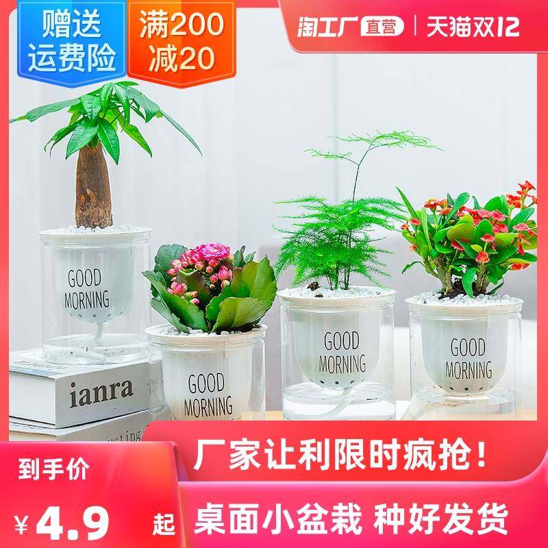 发财树办公室内好养小绿植盆栽花卉栀子花绿萝水培富贵竹多肉植物,鲜花速递/花卉仿真/绿植园艺,绿植,淘宝优惠券,粉丝福利购,淘宝优惠卷