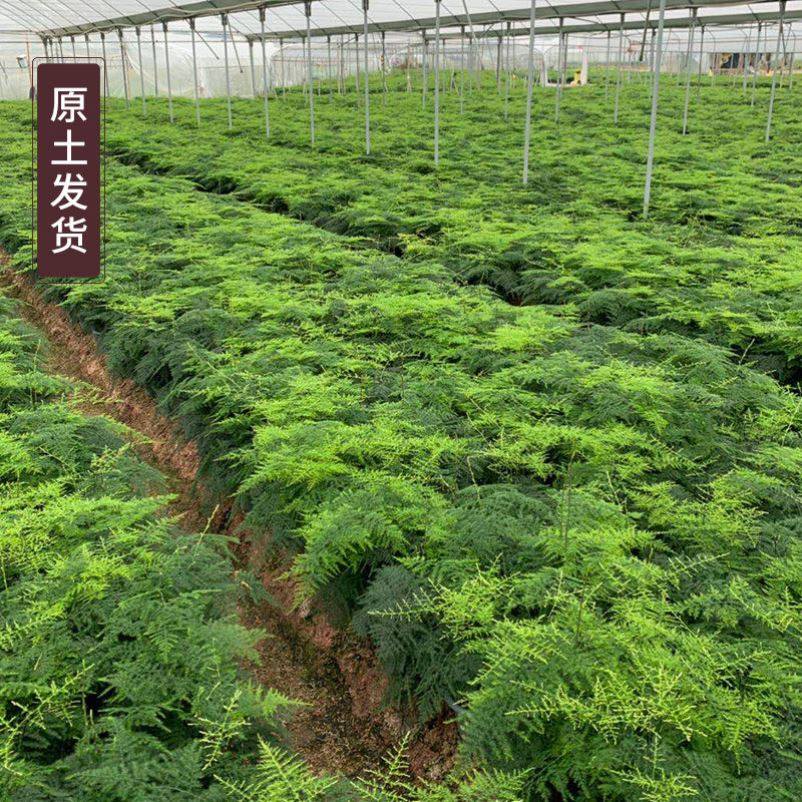 文竹盆栽植物室内好养易活植物盆景绿植客厅花卉四季常青净化空气,鲜花速递/花卉仿真/绿植园艺,绿植,淘宝优惠券,粉丝福利购,淘宝优惠卷