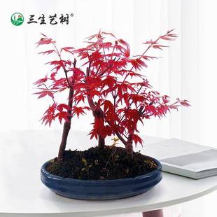 四季红枫树苗盆景老桩盆栽日本红舞姬红叶黄金枫室内中国美国植物