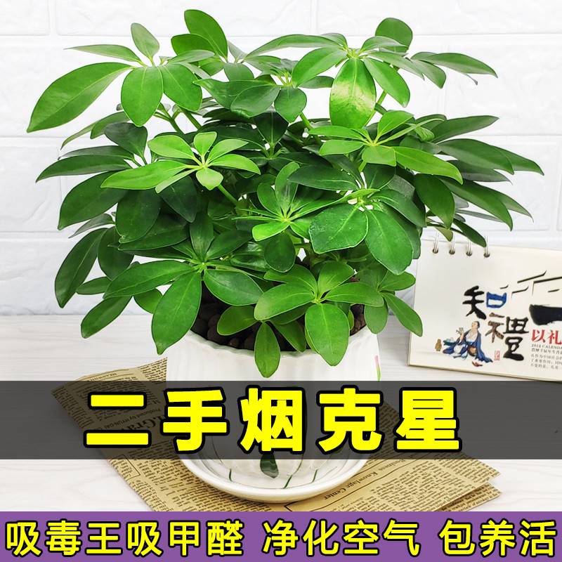 鸭脚木盆栽植物室内好养办公室绿植花卉八方来财四季水培七叶莲小