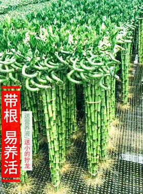 带根转运竹水培富贵竹植物开运竹水养客厅弯竹子盆栽招财室内植物