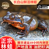 长白山东北活体雪蛤林蛙黄肚蛤蟆大母豹子靖宇产地直发顺丰直达