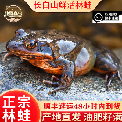 长白山鲜活雪蛤林蛙直发顺丰直达
