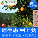 自家果园精选 江西赣南脐橙子 李记农场 新鲜水果 家庭款